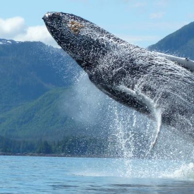 a man riding a wave on top of a snow covered mountain