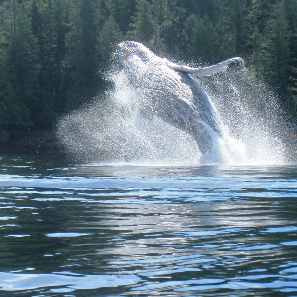 Breaching humpback whale near Ketchikan, Alaska