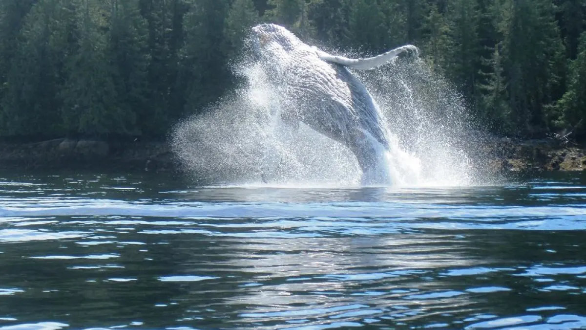 Breaching humpback whale near Ketchikan, Alaska