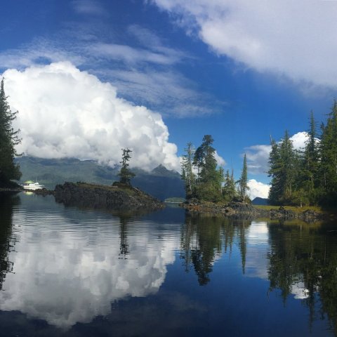 a tree next to a body of water