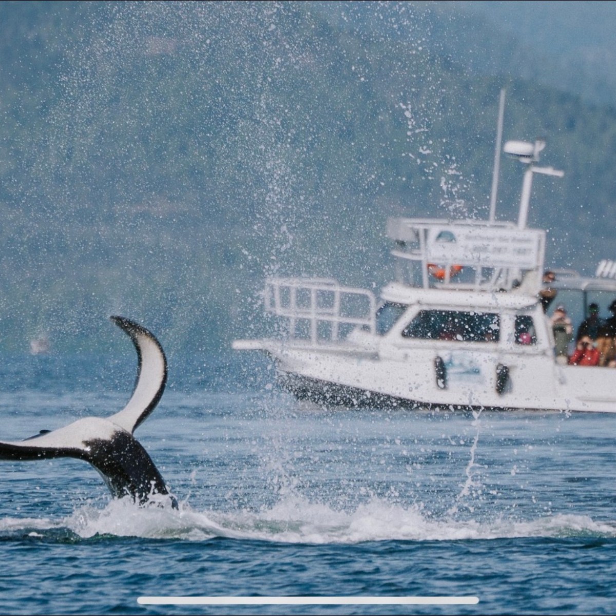 Orcas at Orca cove