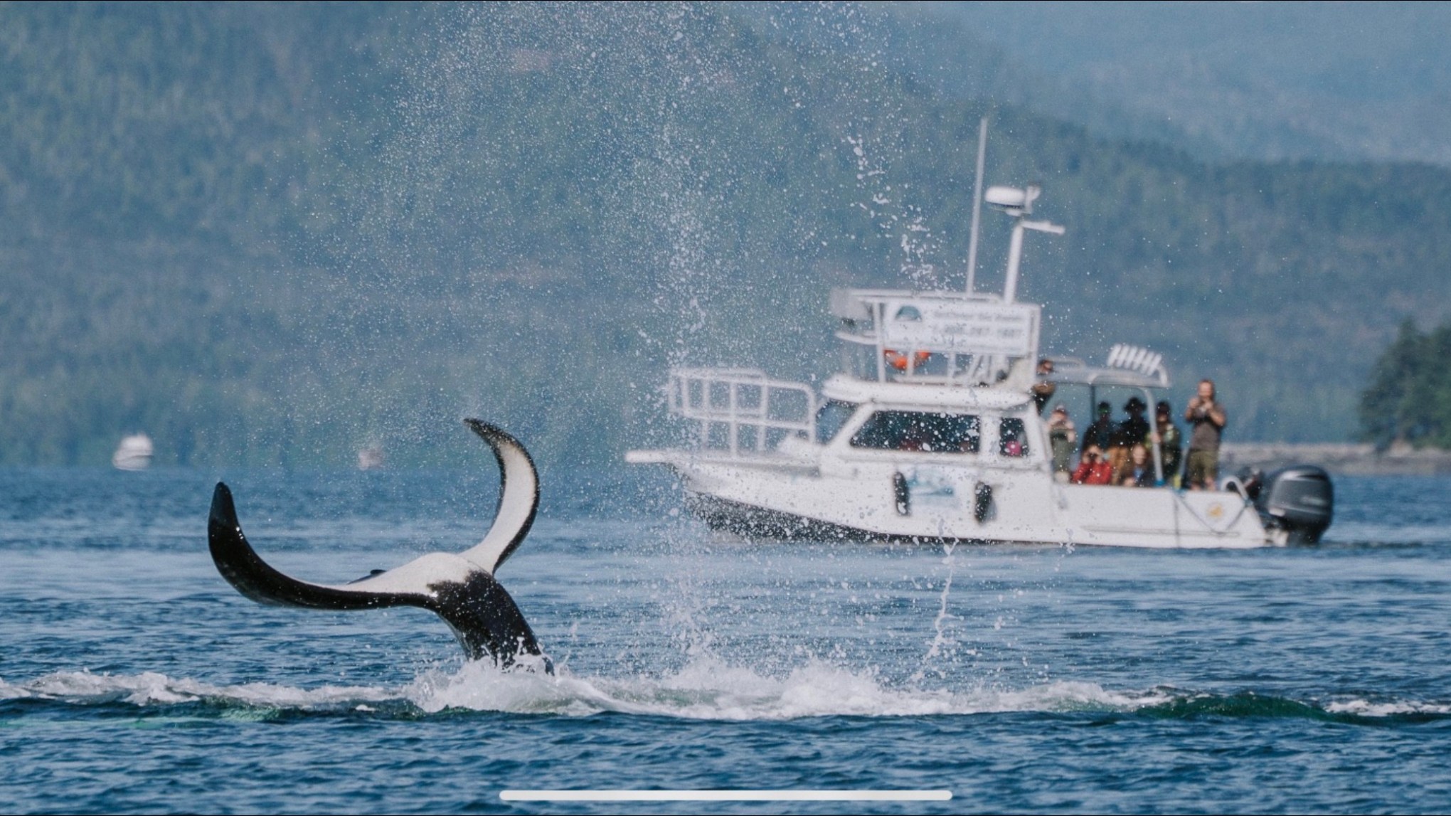 Orcas at Orca cove