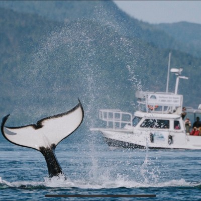 Watching Orcas from the fast boat