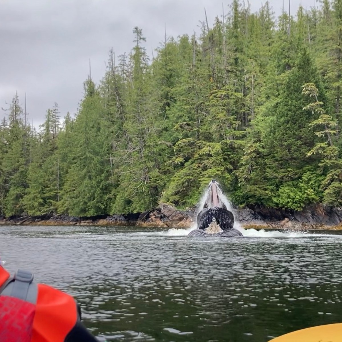watching humpback whales feed while sea kayaking