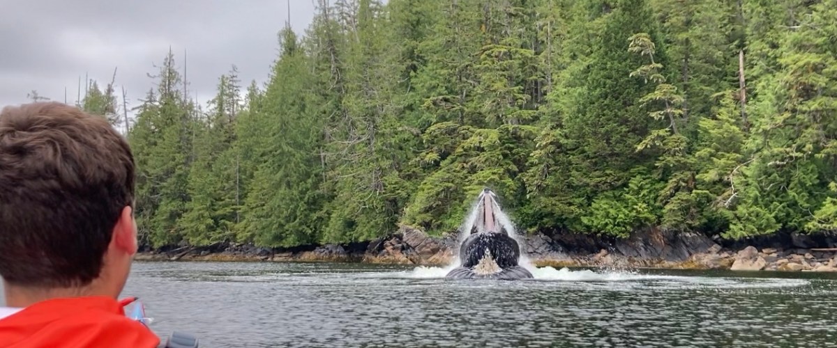 watching humpback whales feed while sea kayaking