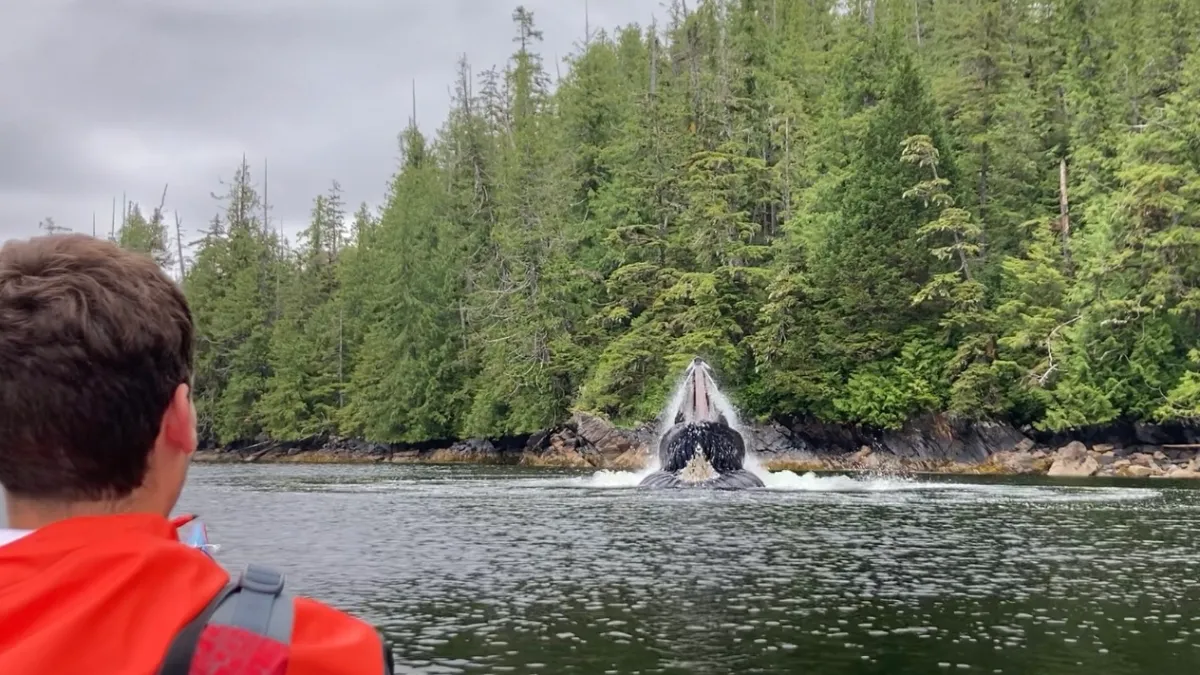 watching humpback whales feed while sea kayaking