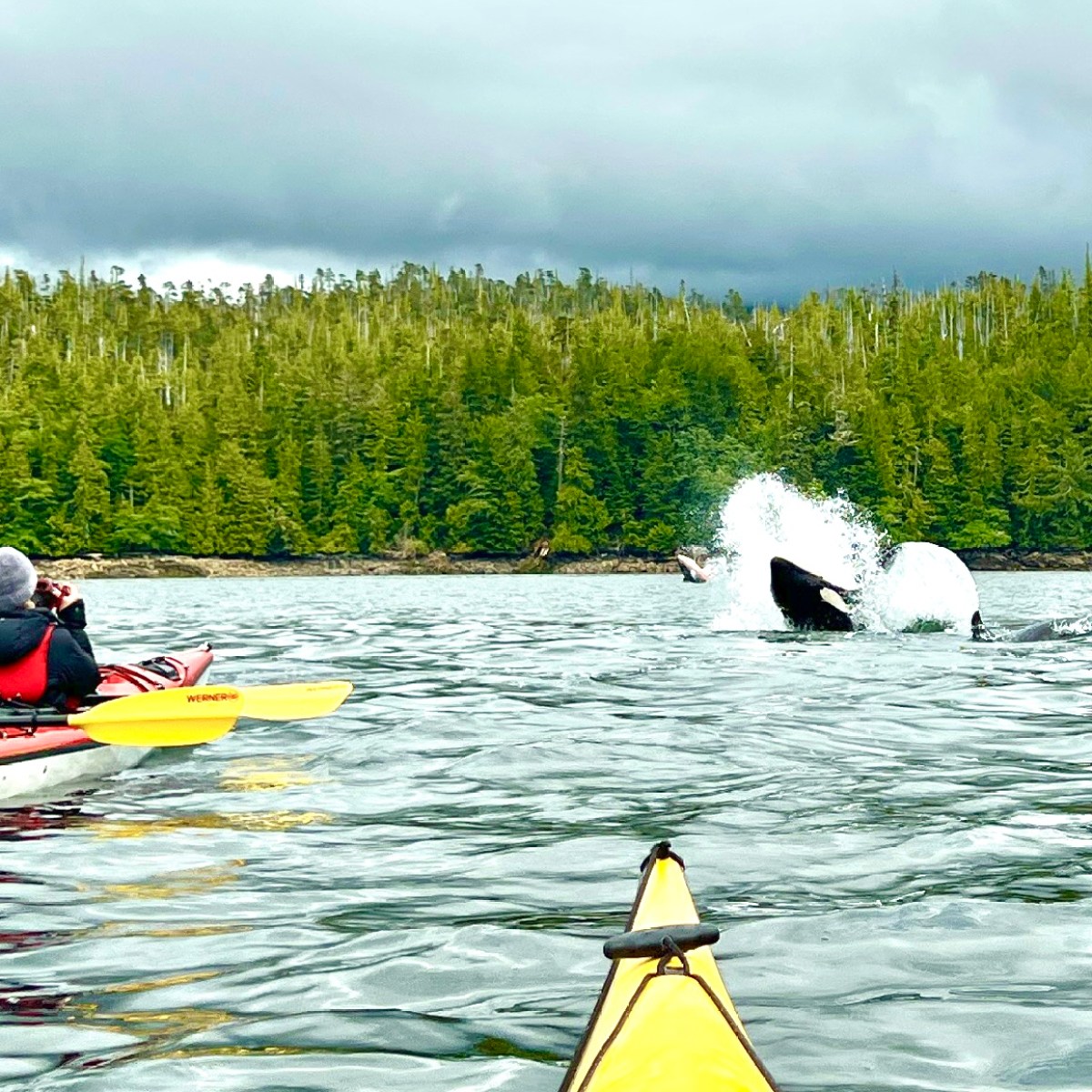 Kayakers observing an orca breaching near a forested shoreline.