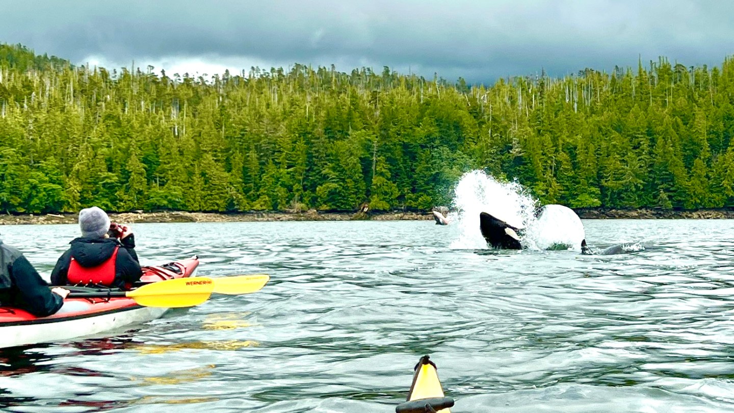 Kayakers observing an orca breaching near a forested shoreline.