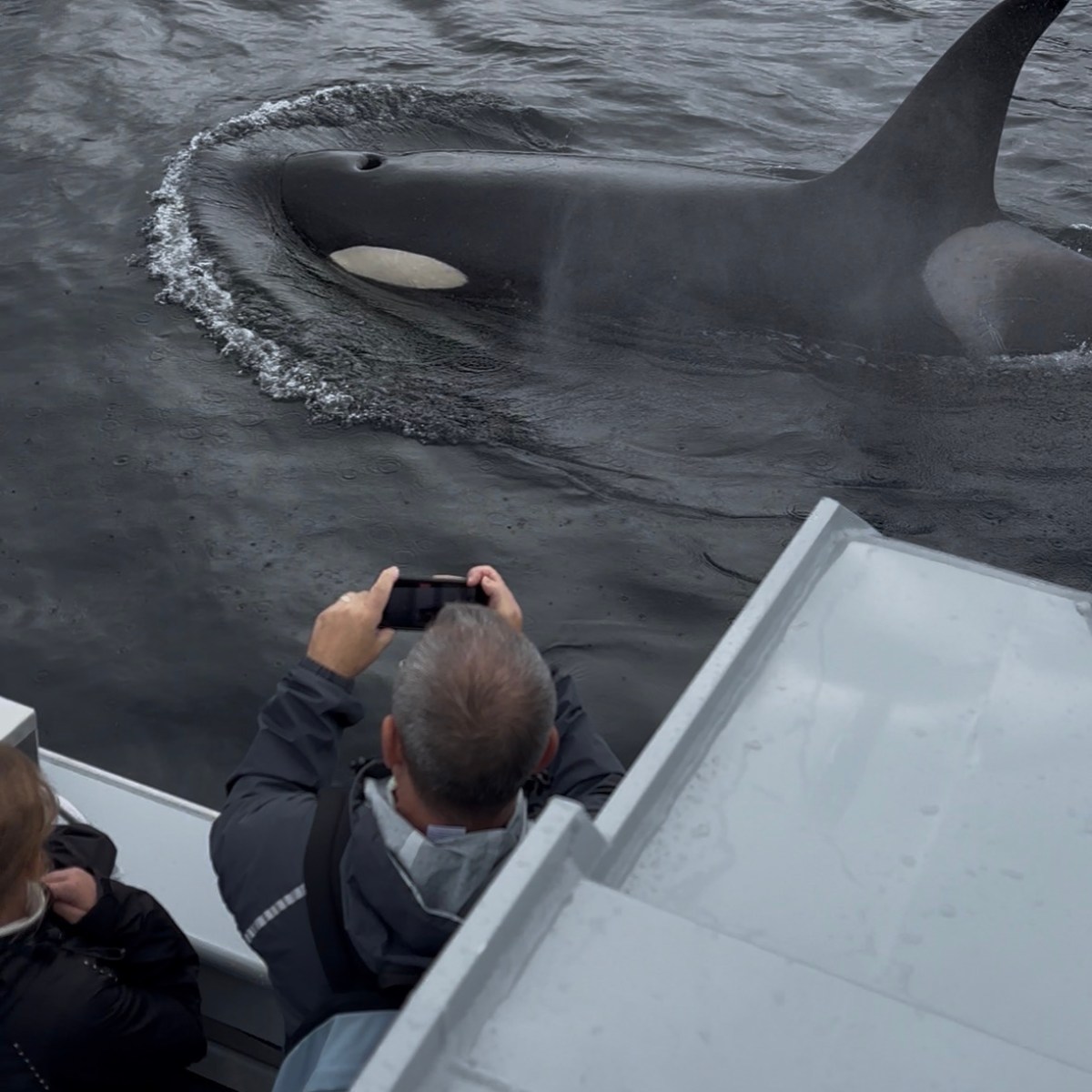 Tourists photographingSea kayaking with killer whales near Ketchikan, Alaska