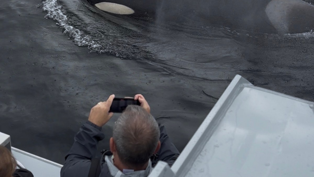 Tourists photographingSea kayaking with killer whales near Ketchikan, Alaska
