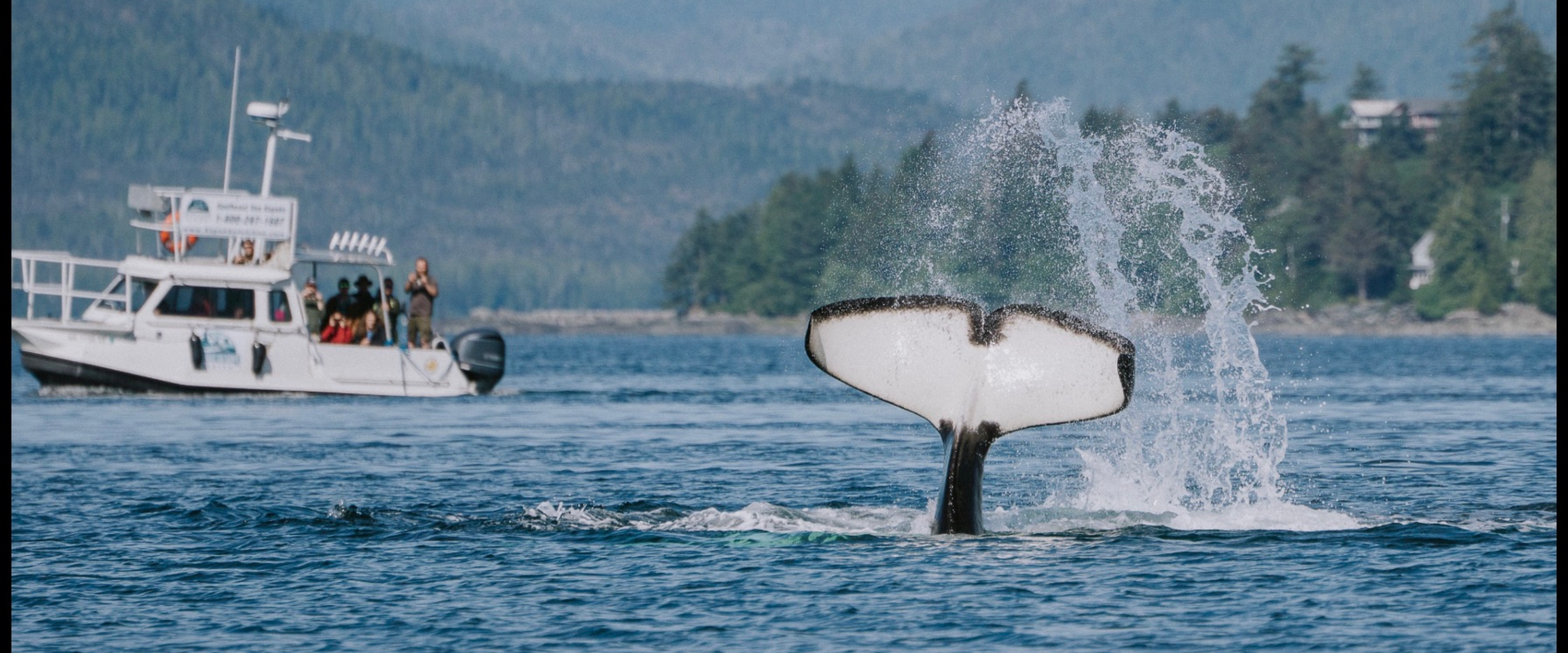 Watching Orca feeding near Ketchikan, Alaska